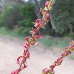 Rumex bucephalophorus Fruit