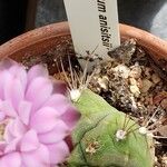Gymnocalycium anisitsii Hoja
