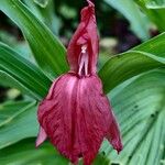 Roscoea purpurea 花