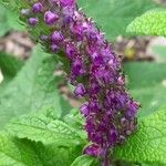 Teucrium halacsyanum