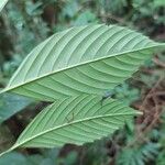 Ticodendron incognitum Hoja