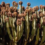 Euphorbia ingens Plod