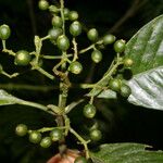 Psychotria panamensis Плід