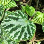 Begonia imperialis Hoja