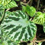 Begonia imperialis Leaf