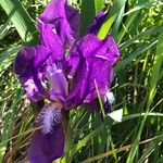 Iris aphylla Bloem