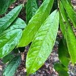 Polyalthia cinnamomea