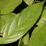 Lecointea amazonica Leaf