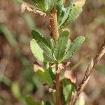 Achillea ageratum Leaf