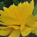 Narcissus spp. Virág