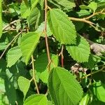 Grewia trichocarpa Hoja