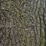 Liquidambar formosana Bark