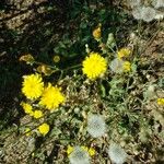 Crepis setosa Fruitua