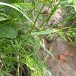 Poa trivialis পাতা