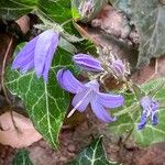 Campanula garganica Otro