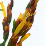 Sanchezia nobilis Flor