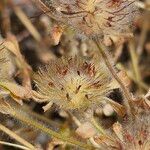 Trifolium cherleri Fruit