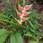 Heliconia wagneriana Õis