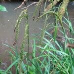 Carex pendula অন্যান্য