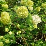 Viburnum macrocephalum Blüte