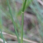 Panicum repens Lubje