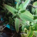 Kalanchoe serrata 葉