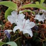 Rhododendron augustinii Flor