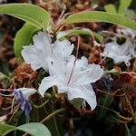 Rhododendron augustinii Λουλούδι