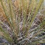 Eragrostis curvula Blad