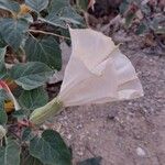 Datura wrightii Blüte