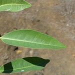 Polysphaeria multiflora Hoja