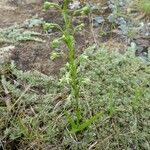 Habenaria galpinii Хабит