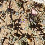 Fagonia glutinosa Hoja