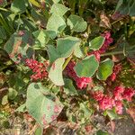 Rumex vesicarius Blatt