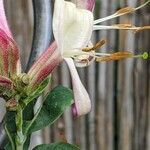 Lonicera caprifolium Blüte