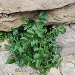 Sonchus tenerrimus Leaf