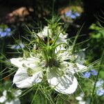 Nigella hispanica Blomma