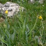 Senecio provincialis Habit