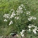 Crambe tataria Цветок