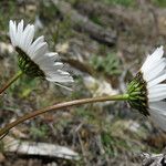 Leucanthemum graminifolium Flor