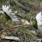 Leucanthemum graminifolium Цвят