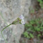 Nothoscordum bivalve Flor