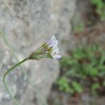 Nothoscordum bivalve Blomma