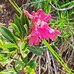 Rhododendron hirsutum পাতা