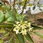 Magnolia figo Flor