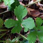 Ranunculus auricomus Leaf