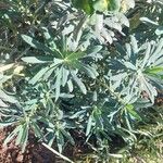 Euphorbia characias Blad