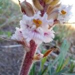 Orobanche crenata Flower