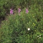 Physostegia angustifolia Habitus