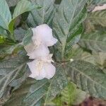 Jasminum sambacBlüte